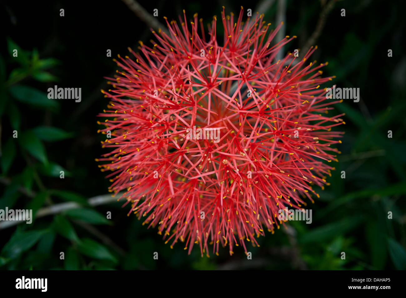 Blood lily flower, Scadoxus multiflorus, in a garden in Penonome, Cocle province, Republic of Panama. Stock Photo