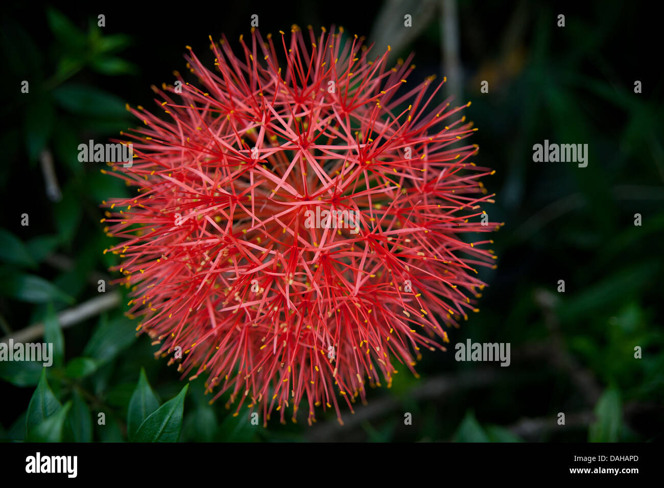 Blood lily flower, Scadoxus multiflorus, in a garden in Penonome, Cocle province, Republic of Panama. Stock Photo