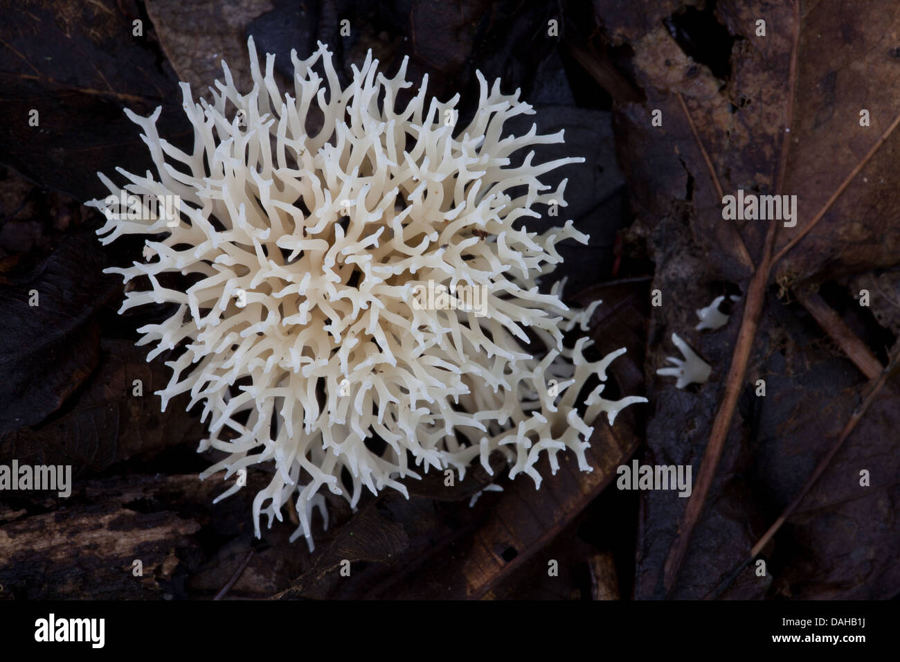 Fungus on the rainforest floor in Altos de Campana National Park, Panama province, Republic of Panama. Stock Photo