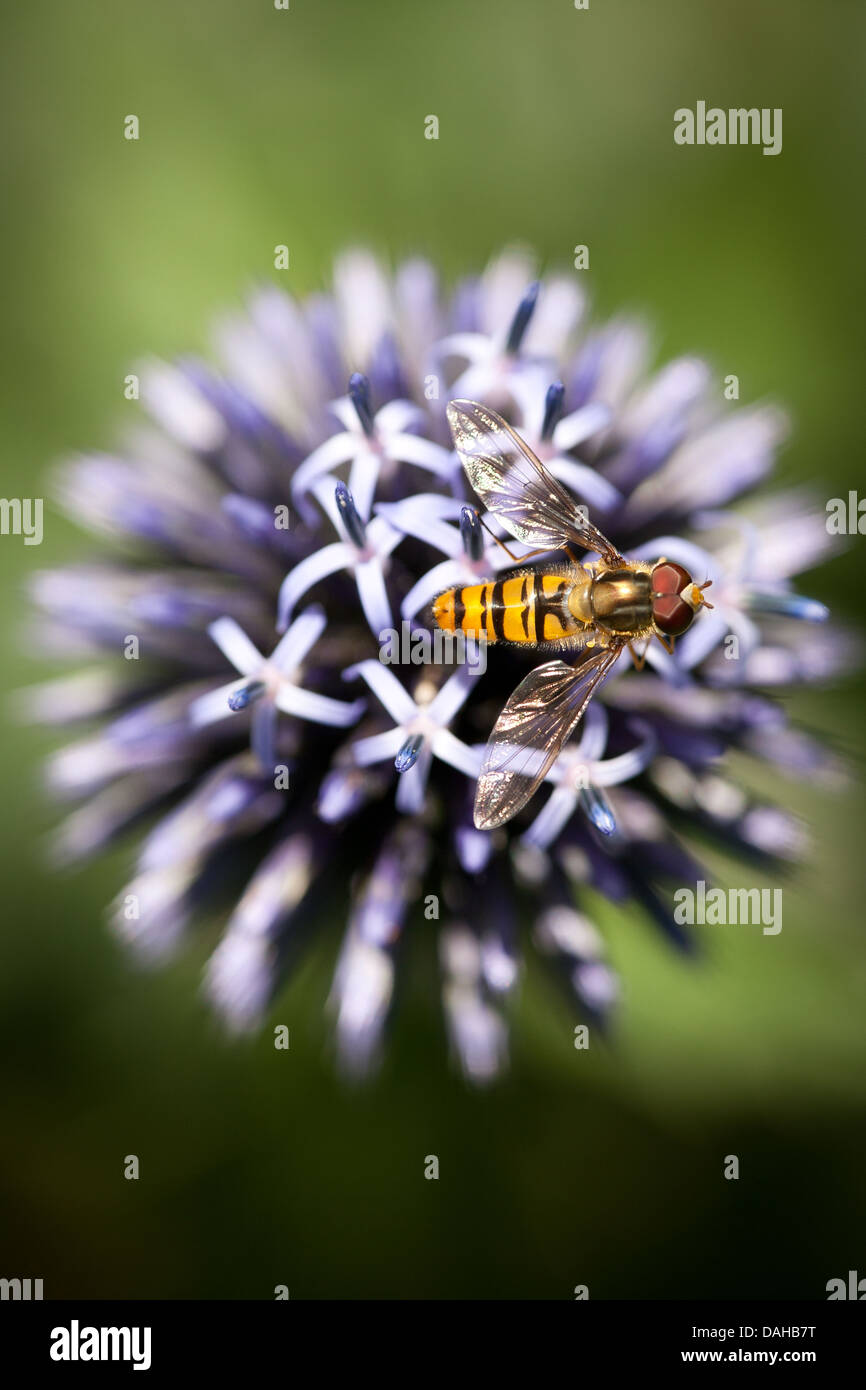 Marmalade hoverfly, Episyrphus balteatus, on blue flower in a garden in