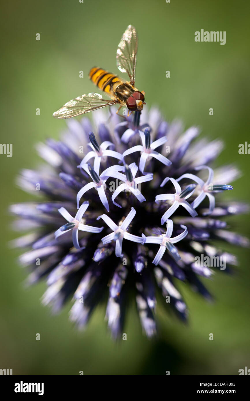 Marmalade hoverfly, Episyrphus balteatus, on blue flower in a garden in