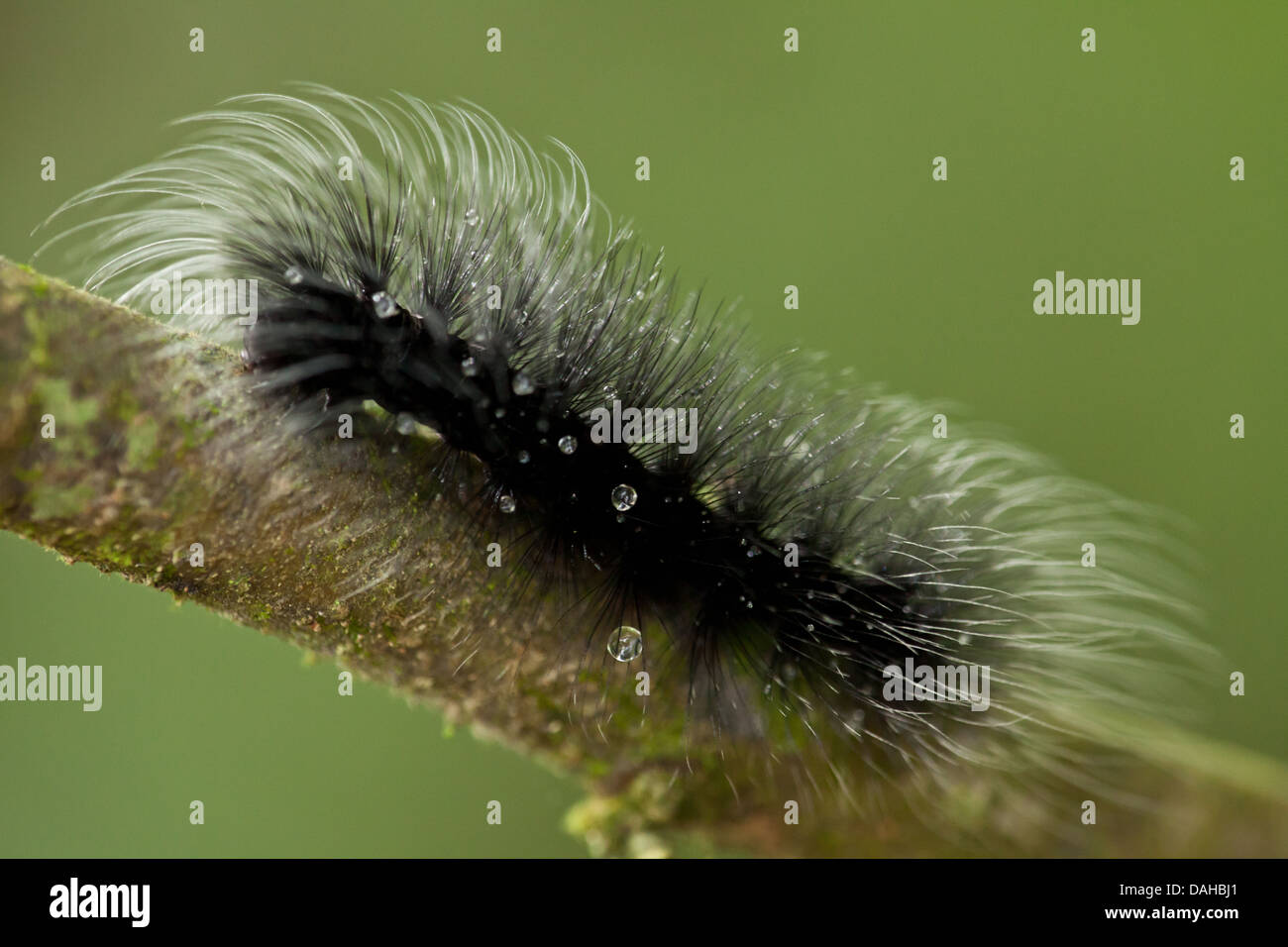 Hairy insects hi-res stock photography and images - Alamy