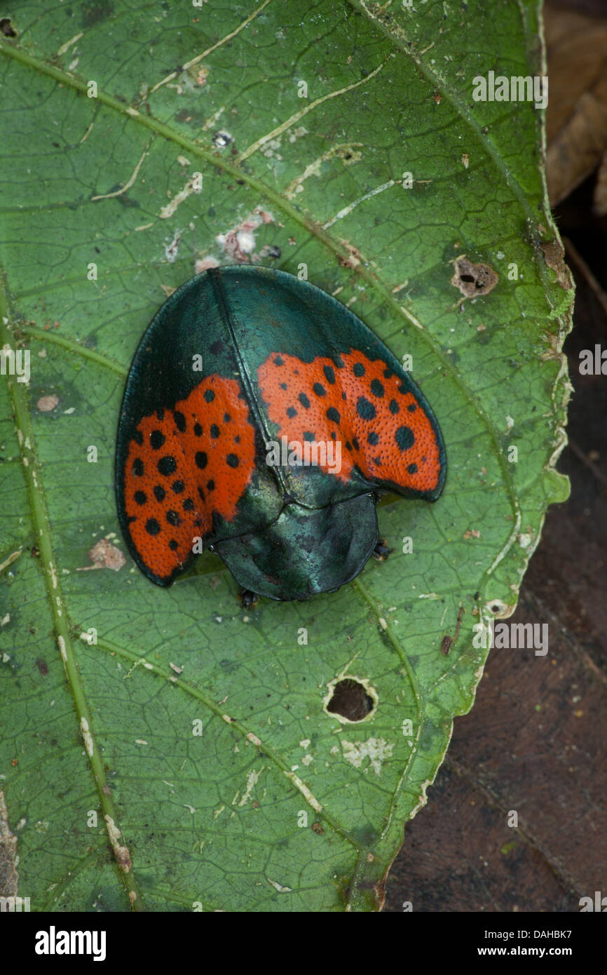 Beautiful insect in the rainforest of Altos de Campana National Park, Panama province, Republic of Panama. Stock Photo