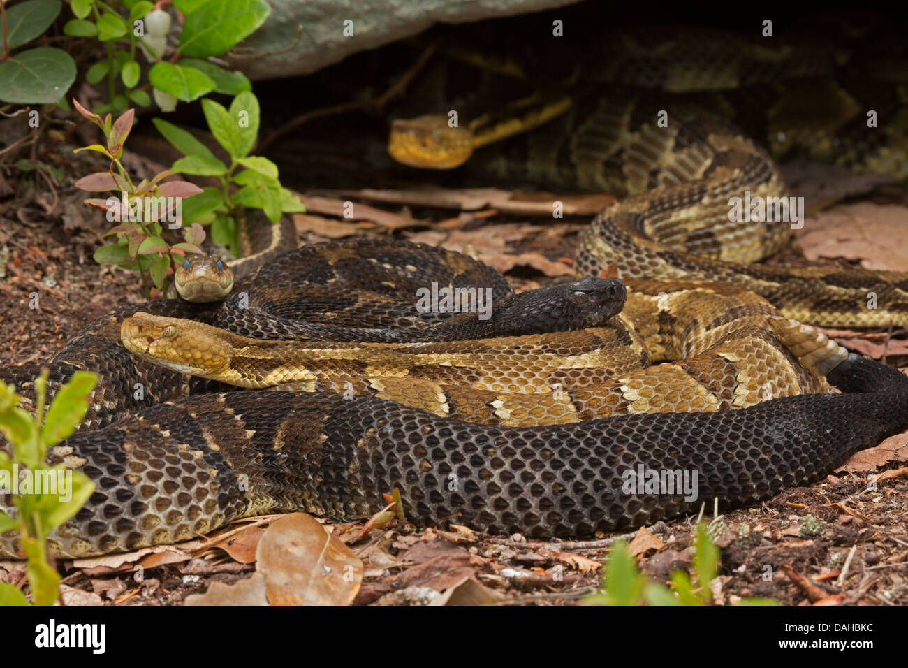 Timber rattlesnakes, Crotalus horridus, Pennsylvania, Gravid females, common gartersnake Thamnophis sirtalis among rattlesnakes Stock Photo