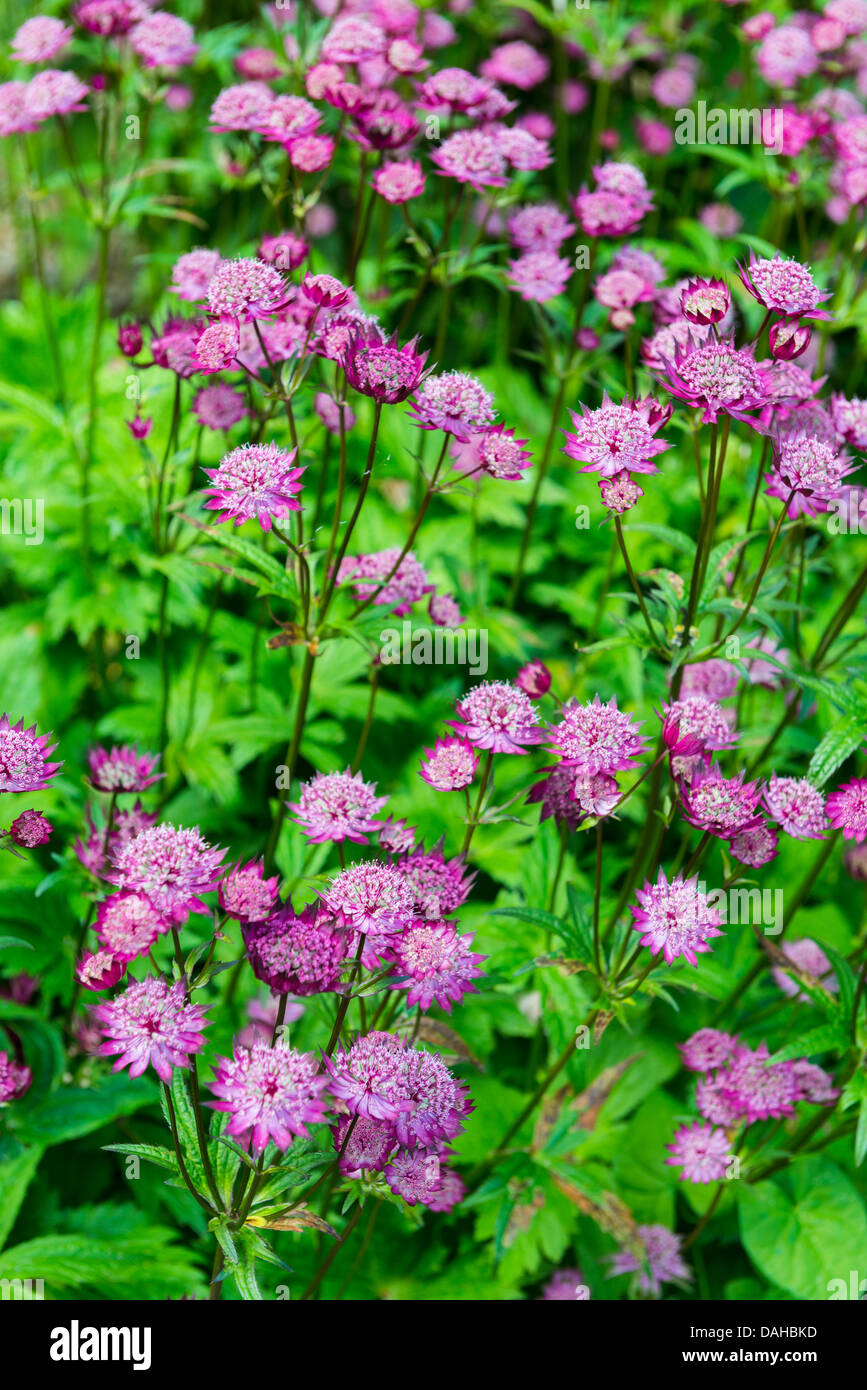 Astrantia in flower Stock Photo