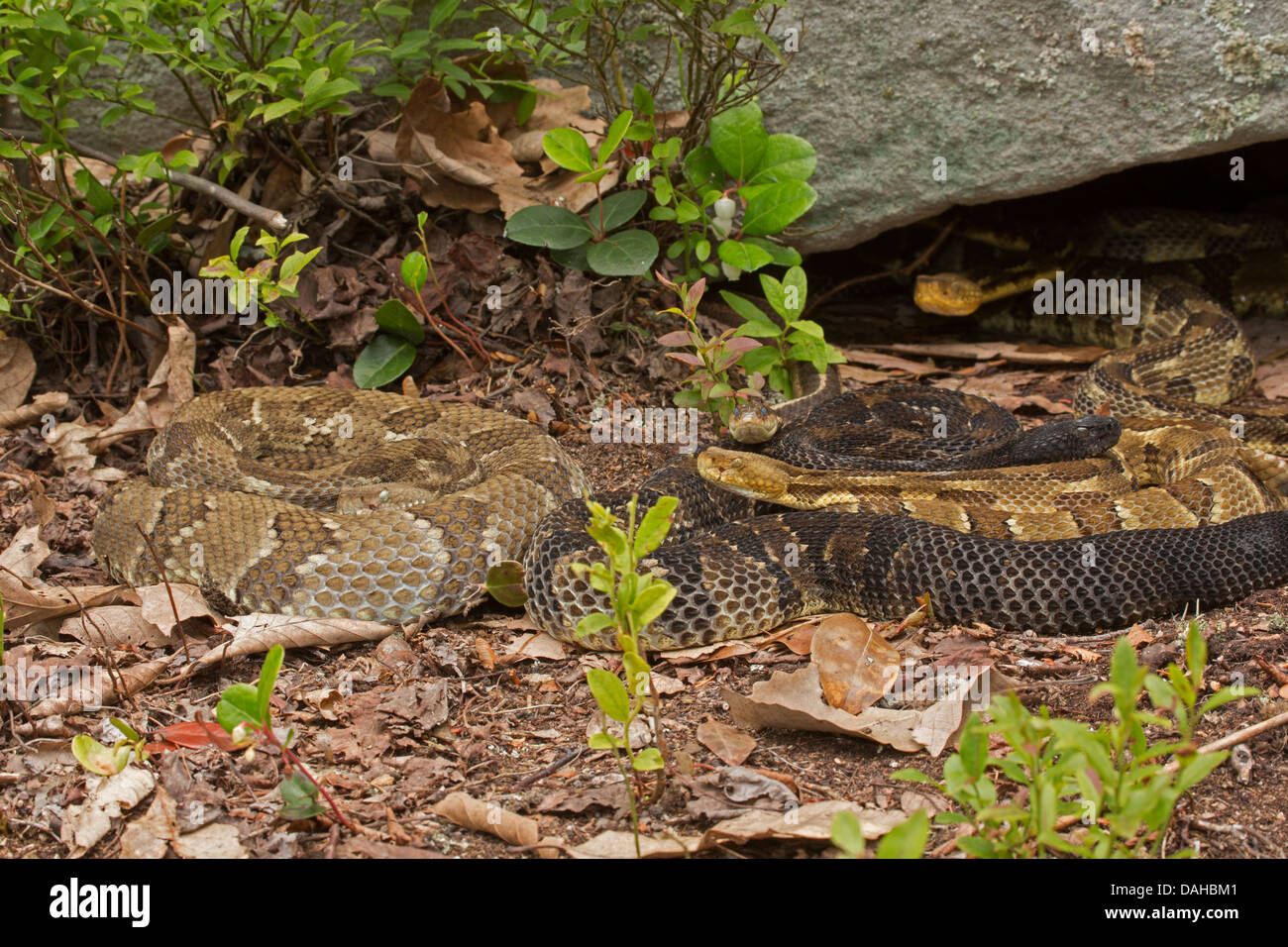 Timber rattlesnakes, Crotalus horridus, Pennsylvania, Gravid females, common gartersnake Thamnophis sirtalis among rattlesnake Stock Photo