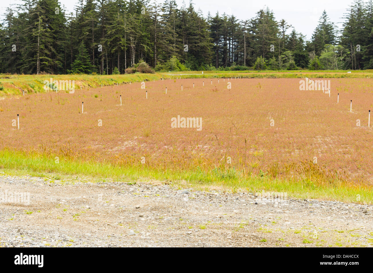 Bandon Oregon United States. Cranberry fields with irrigation. The