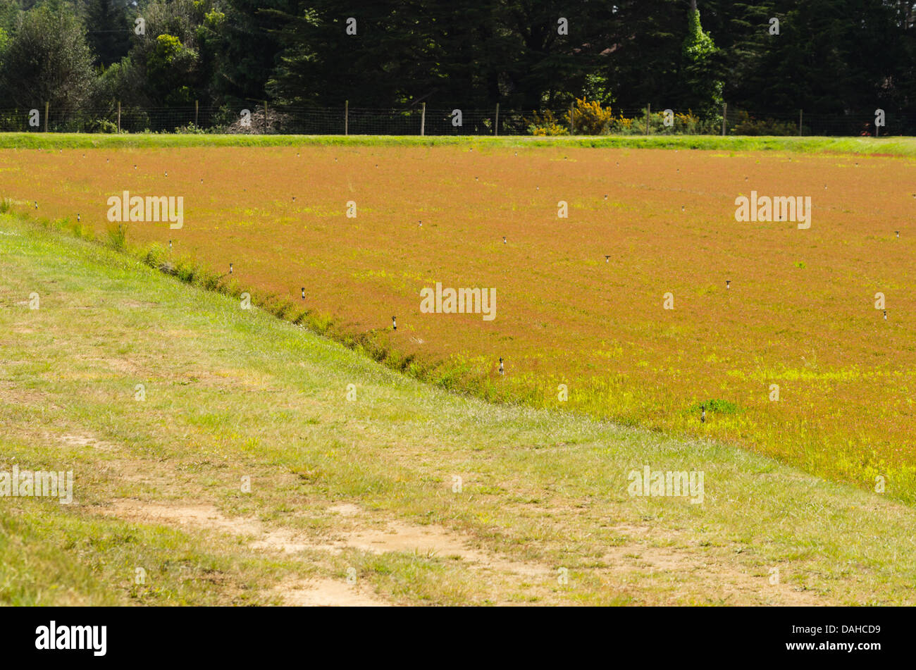 Bandon Oregon United States. Cranberry fields with irrigation. The