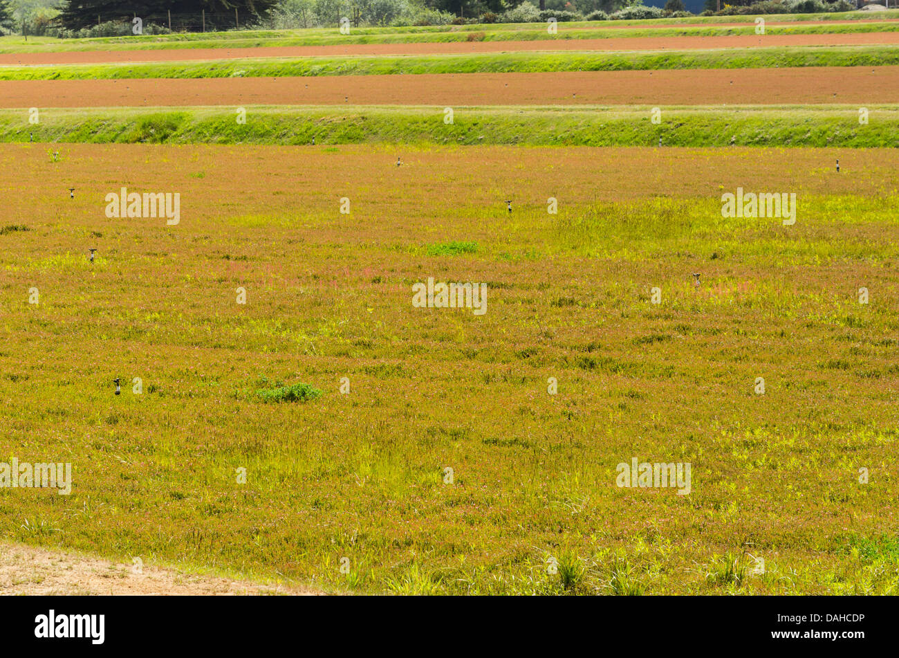 Bandon Oregon United States. Cranberry fields with irrigation. The
