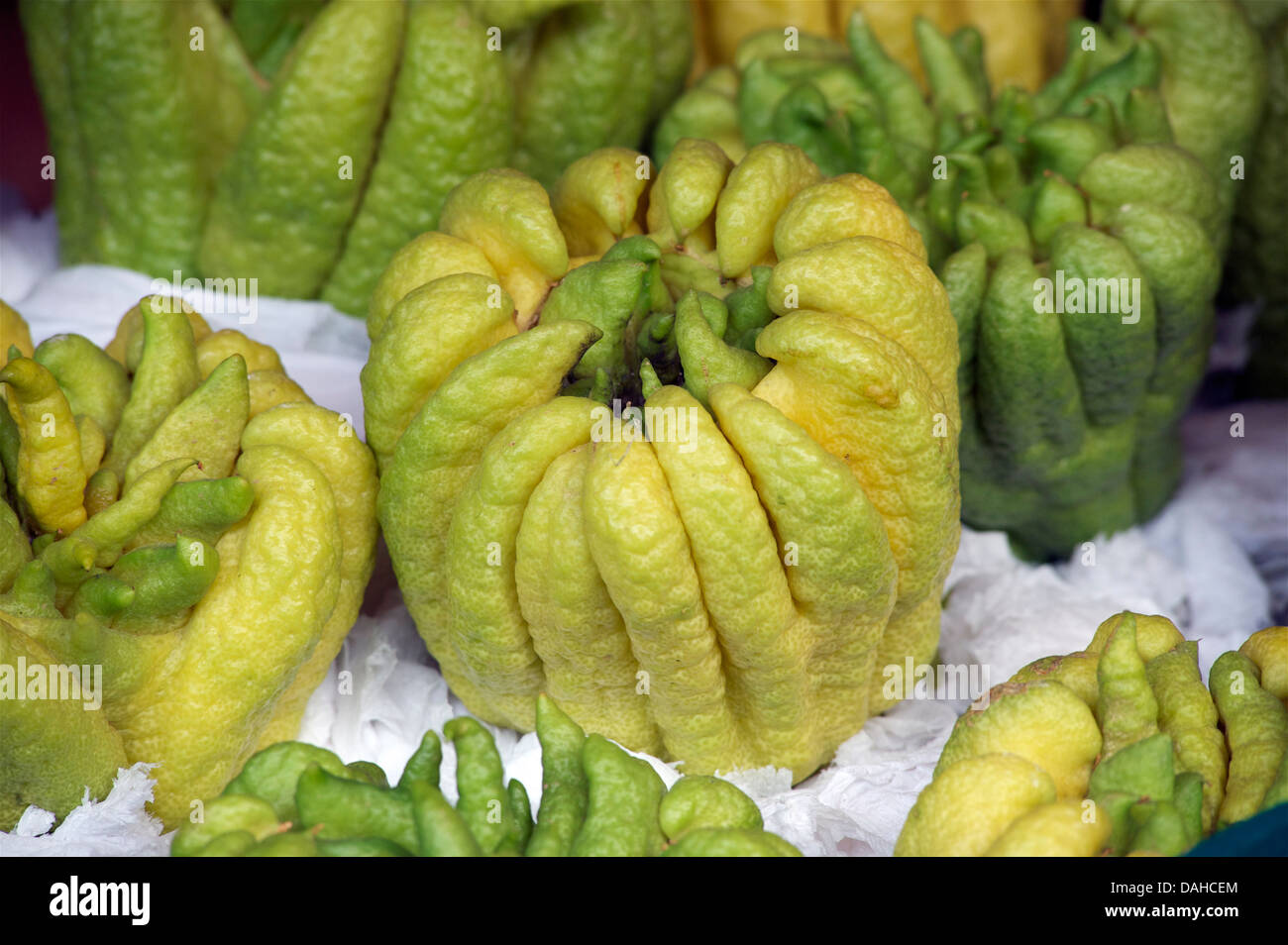 Citrus medica var. sarcodactylus. Buddha's hand. or fingered citron. Used as a religious offering in Buddhist temples. Vietnam Stock Photo