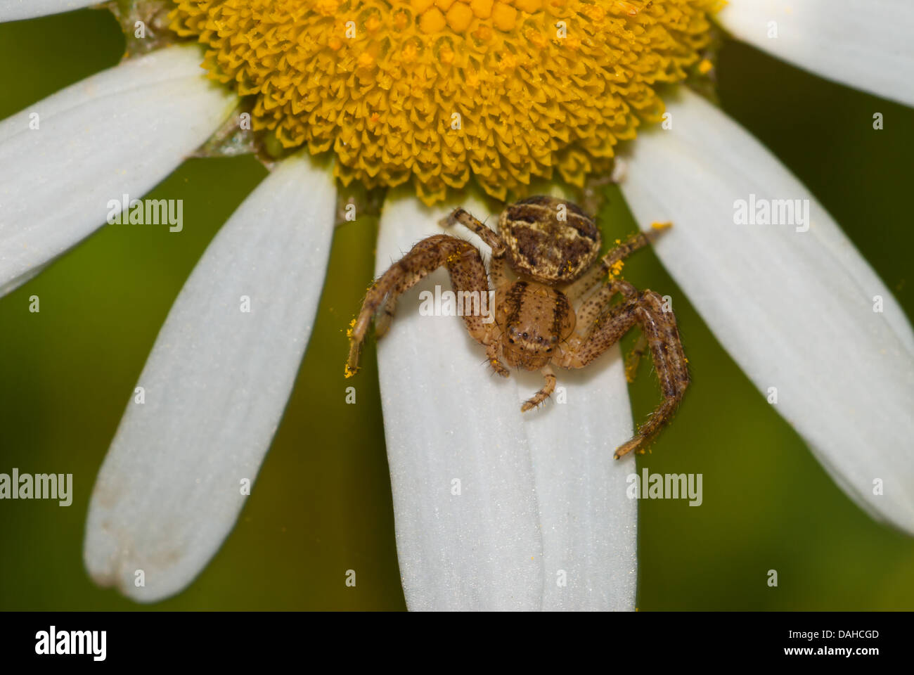 Elegant crab spider (Xysticus elegans) sitting in ambush on an oxeye