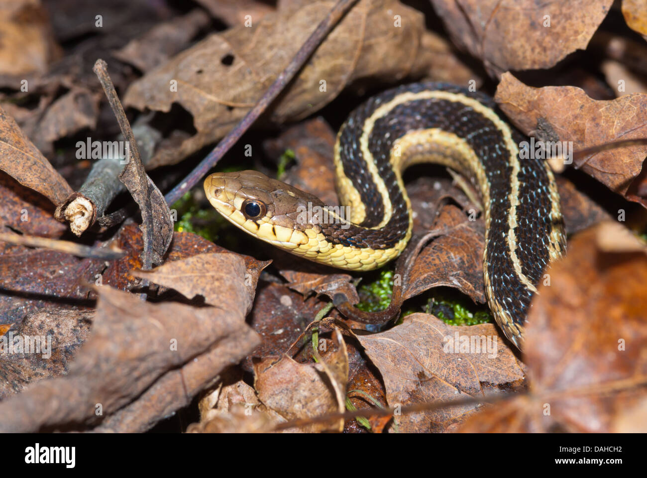 Butler's garter snake (Eutaenia butleri) hiding in the leaf litter on the forest floor, Charleston Lake Provincial Park, Ontario Stock Photo