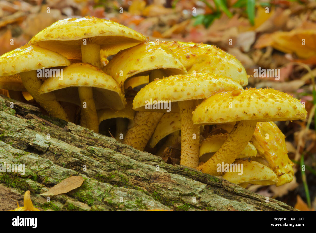 A cluster of scaly pholiota mushrooms (Pholiota squarrosoides) growing on a fallen log, Charleston Lake Provincial Park, Ontario Stock Photo