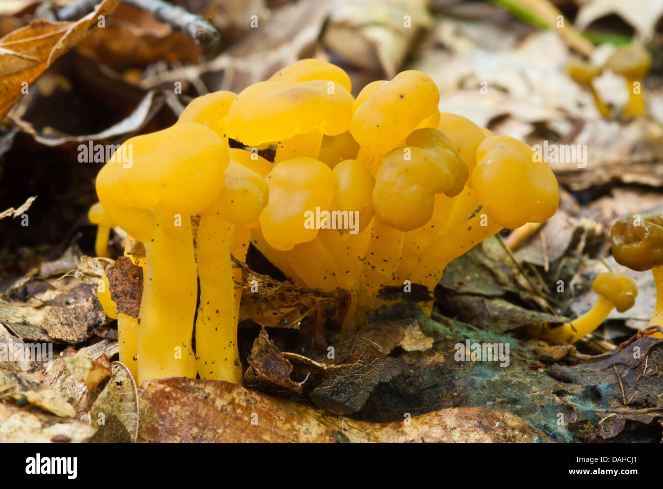 Jelly baby fungus growing on forest floor, Frontenac Provincial Park, Ontario Stock Photo