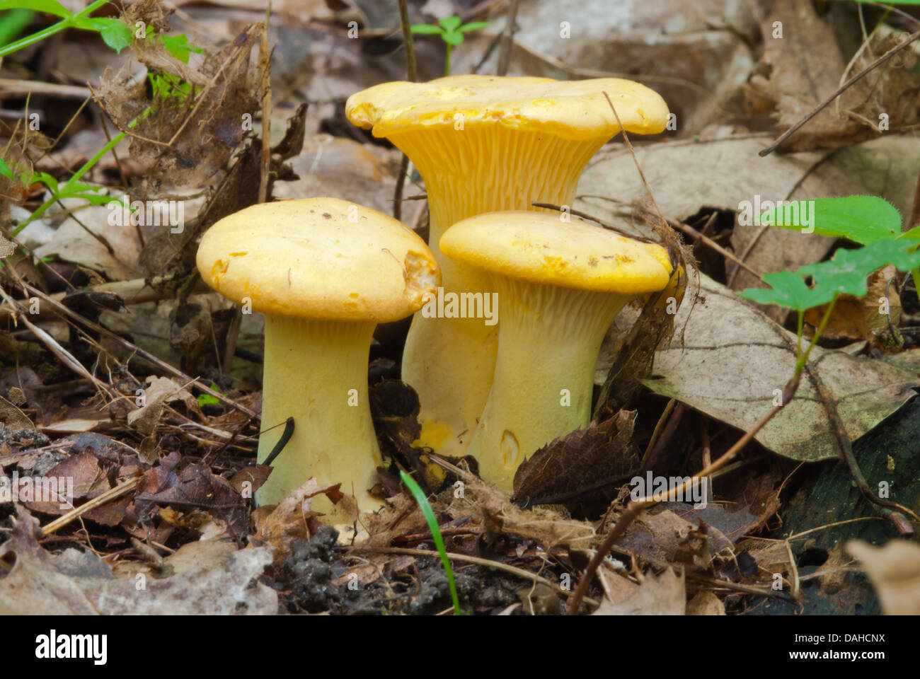 A trio of yellow chanterelle (Cantharellus cibarius) growing on the forest floor, Frontenac Provincial Park, Ontario Stock Photo