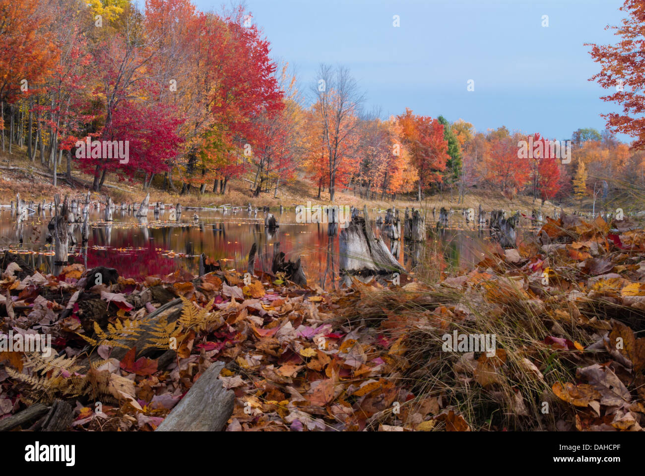 Brightly colored fall foliage surrounding a beaver pond, Frontenac Provincial Park, Ontario Stock Photo