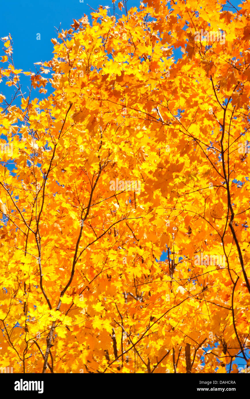 Autumn maple against blue sky hi-res stock photography and images - Alamy