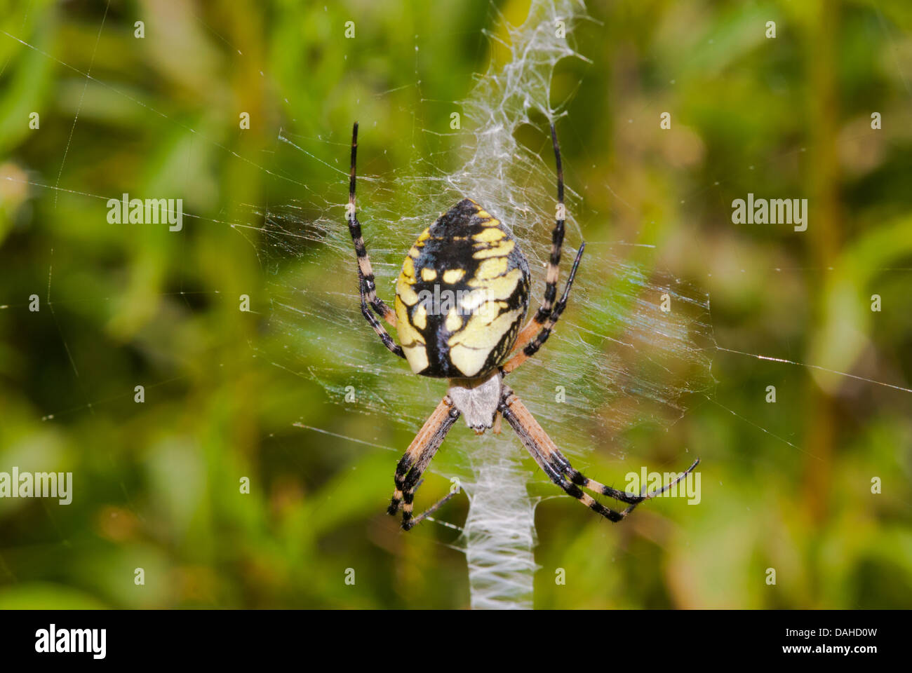 Black and yellow argiope spider sitting on its web, Little Cataraqui Conservation Area, Ontario Stock Photo