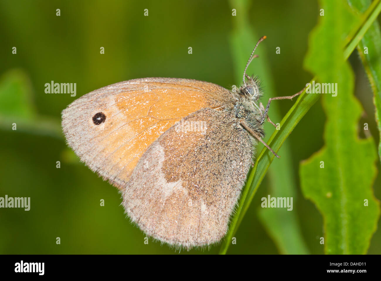 Common ringlet butterfly (Coenonympha tullia) perched on a grass blade, Little Cataraqui Conservation Area, Ontario Stock Photo