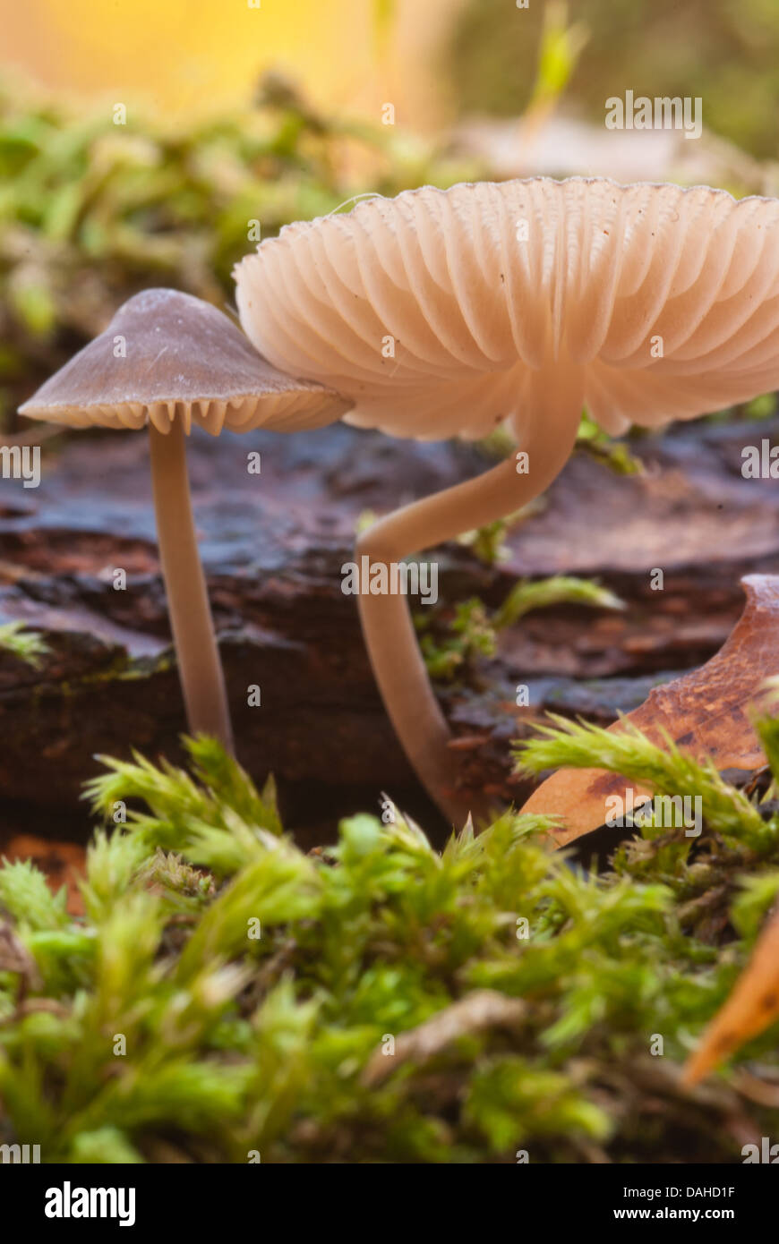 Small brown mushrooms (Mycena galericulata) growing on rotting wood alongside moss, Little Cataraqui Conservation Area, Ontario Stock Photo