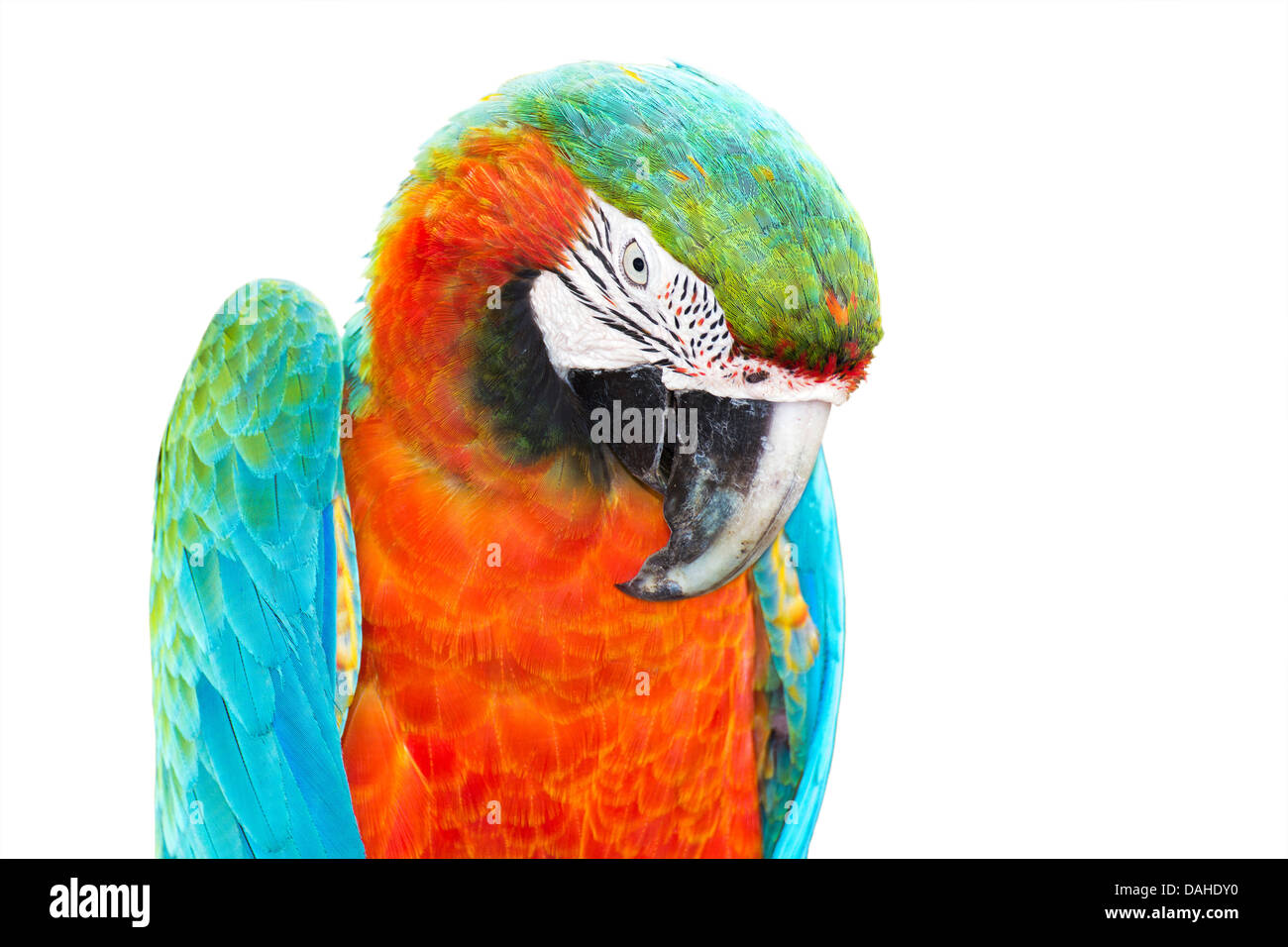 Colorful orange parrot macaw isolated on white background Stock Photo