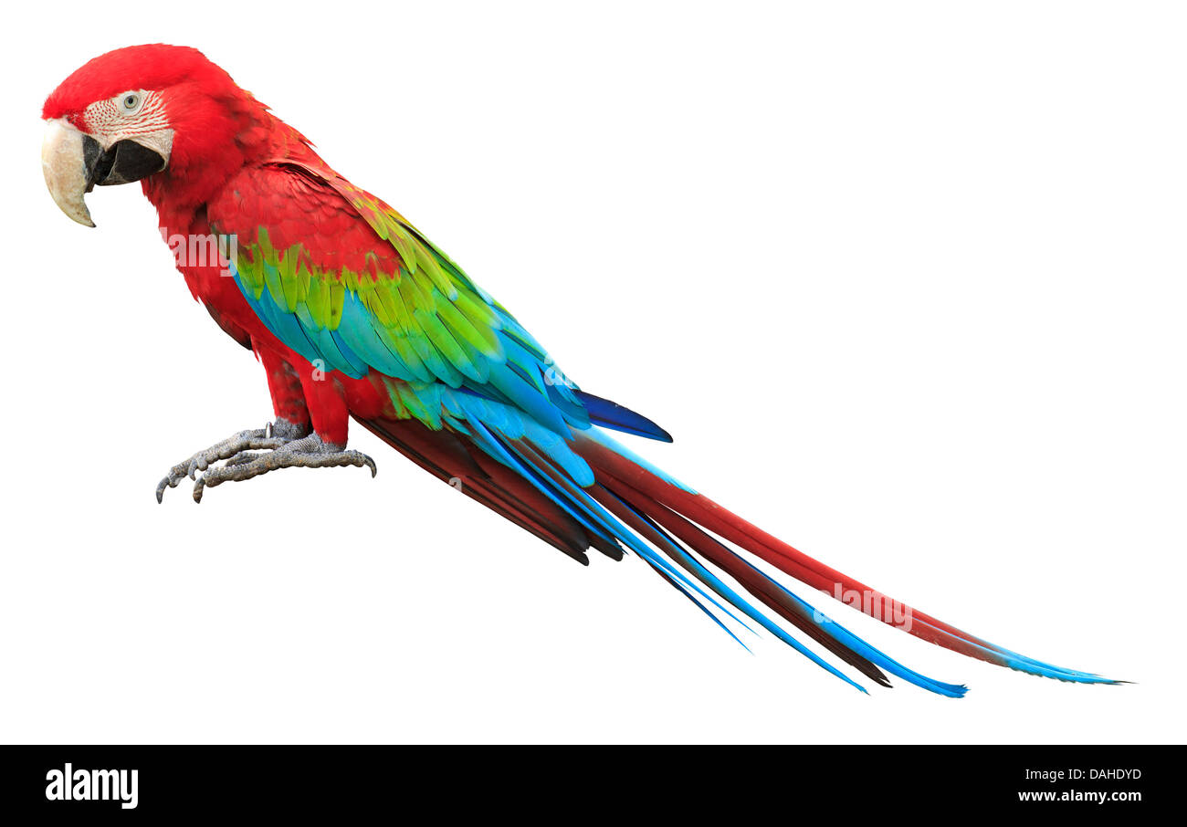 Colorful red parrot macaw isolated on white background Stock Photo