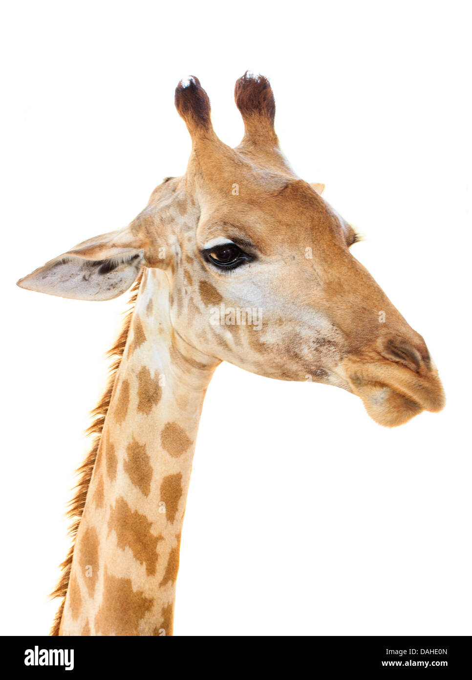 Giraffe head face look funny isolated on white background Stock Photo