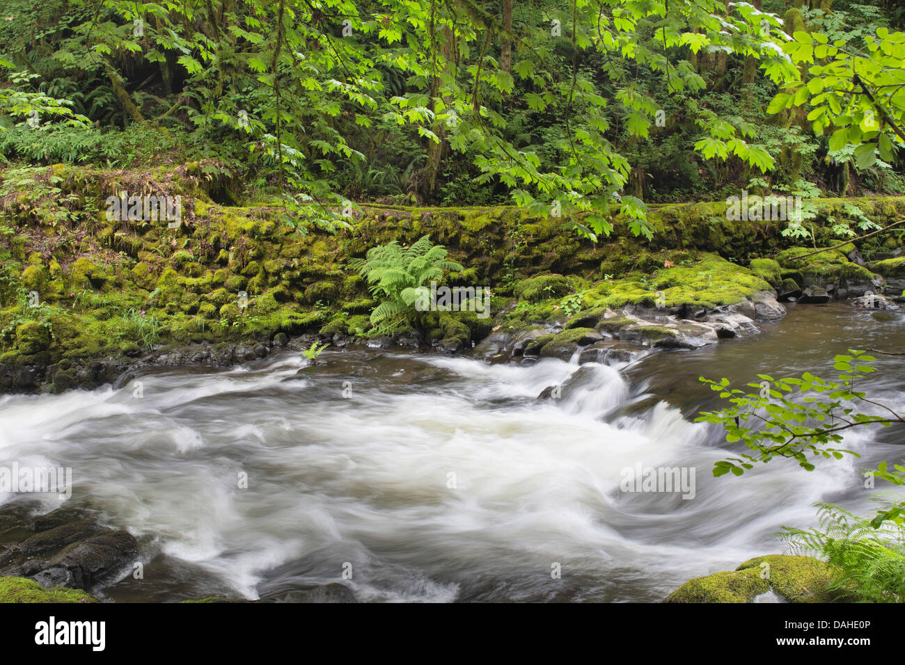 Rushing Water with Trees Moss Ferns and Rocks at Cedar Creek Washington State Stock Photo