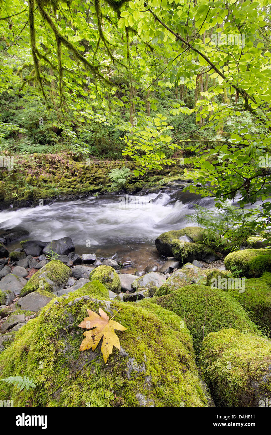 Rushing Water with Fallen Maple Leaf Trees Moss Ferns and Rocks at Cedar Creek Washington State Stock Photo