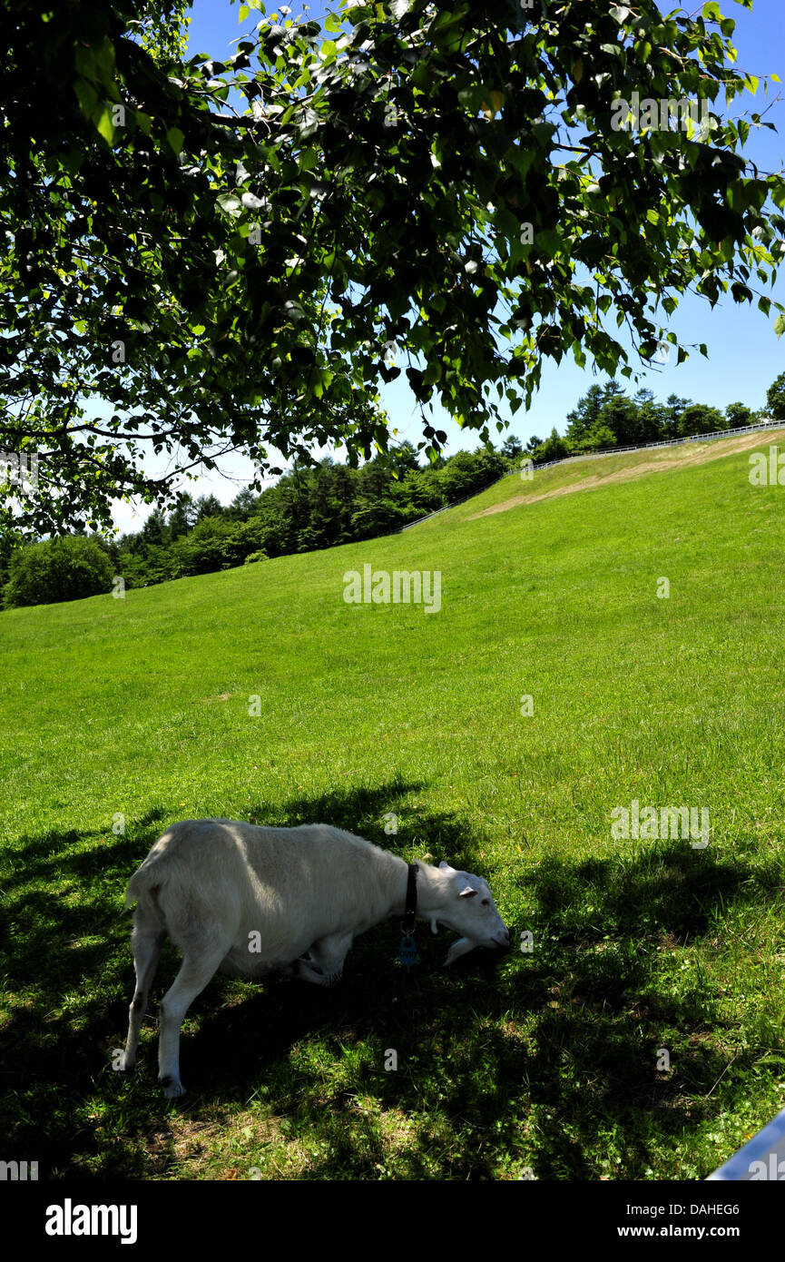 Goat of the summer Stock Photo