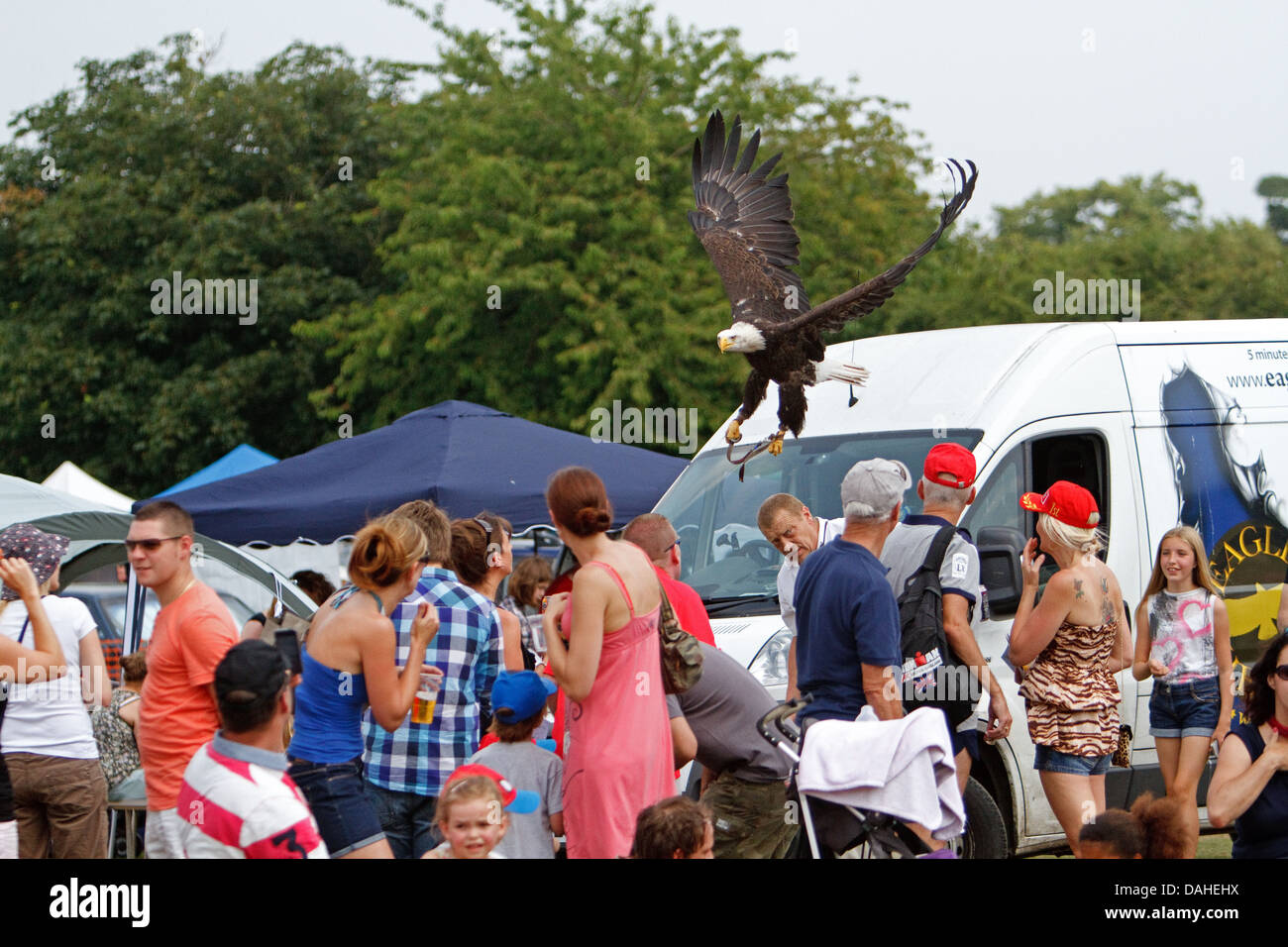 A Bald headed eagle on display at Chelsfield Village fete in Kent UK