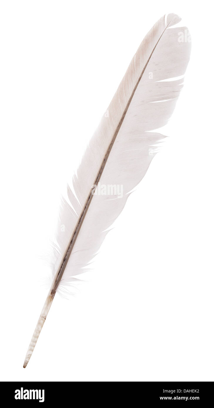 goose feather isolated on a white background Stock Photo - Alamy