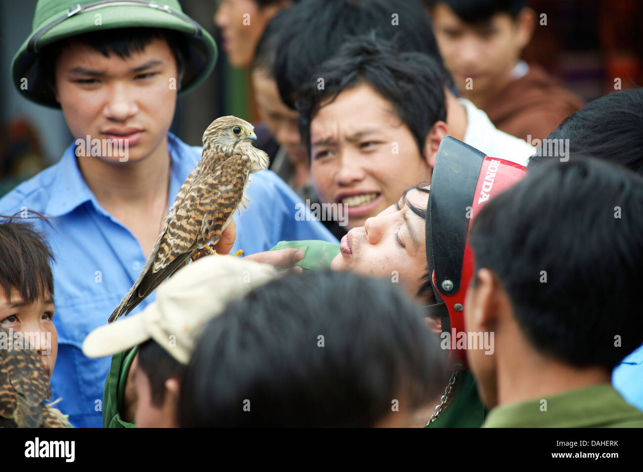 Vietnamese bird seller demonastrating a bird of prey to a market audience. Bac Ha, Lao Cai Province, Vietnam Stock Photo