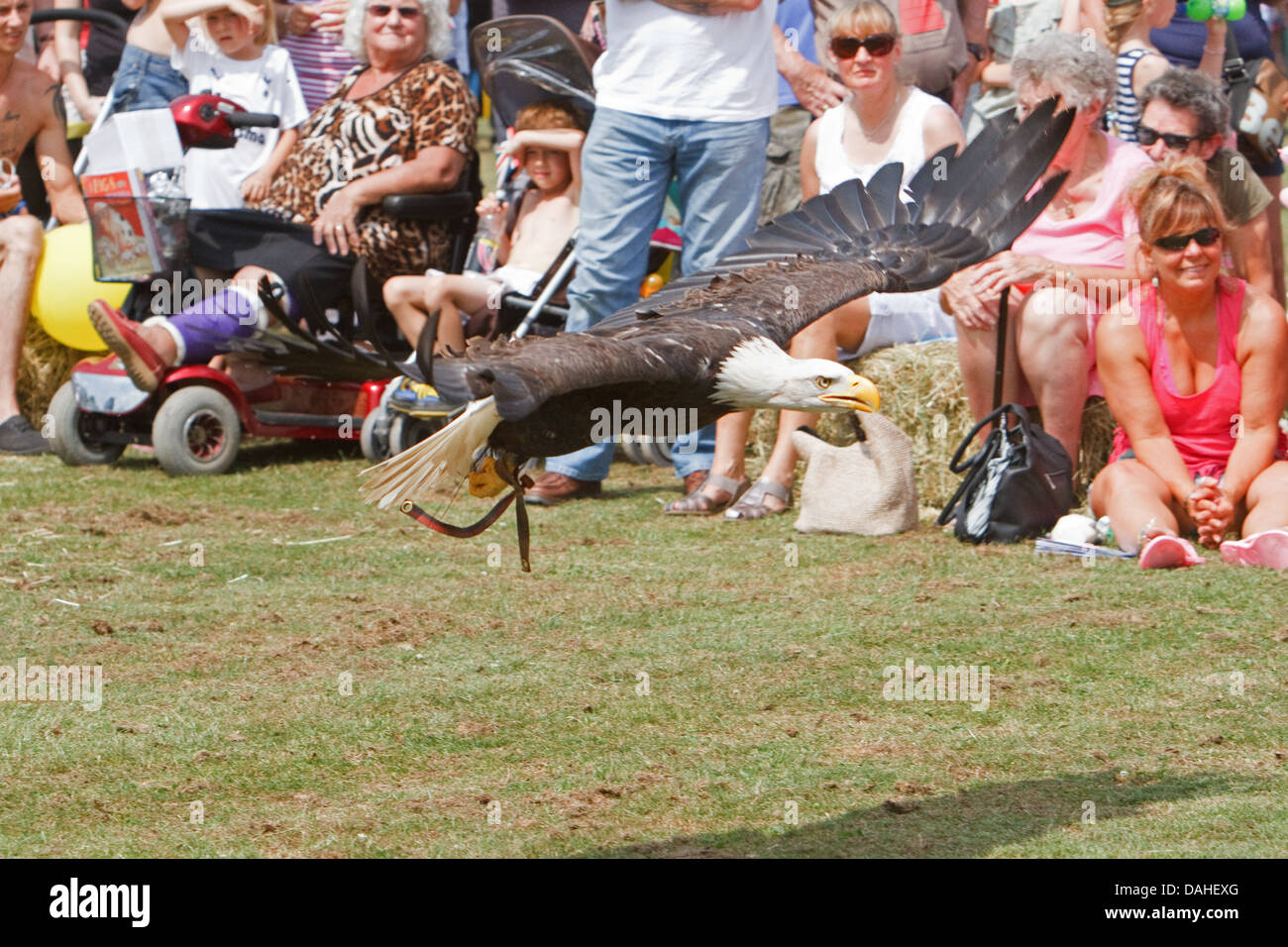 A Bald headed eagle on display at Chelsfield Village fete in Kent UK