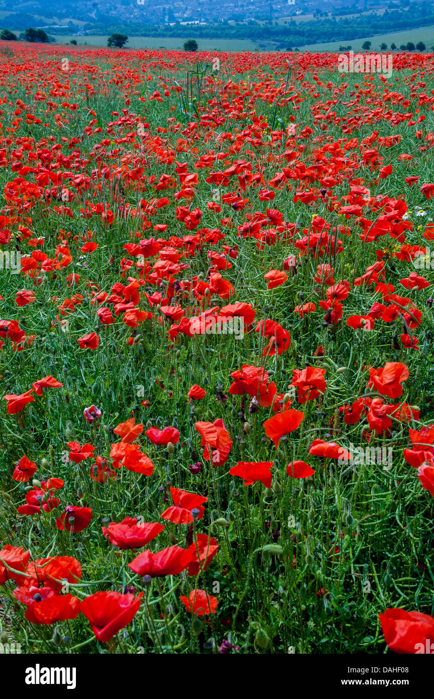 a fiels,a field,of poppies on the south downs sussex Stock Photo