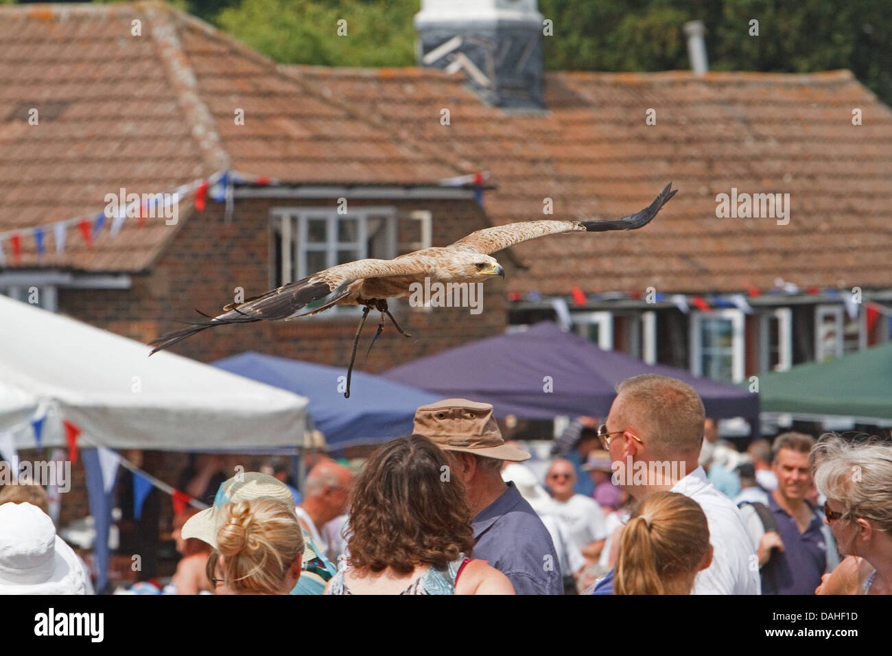 A Tawny eagle on display at Chelsfield Village fete in Kent Stock Photo