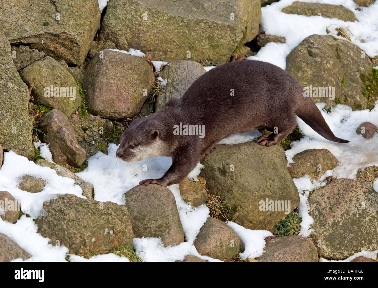 Oriental small-clawed otter / Aonyx cinerea Stock Photo