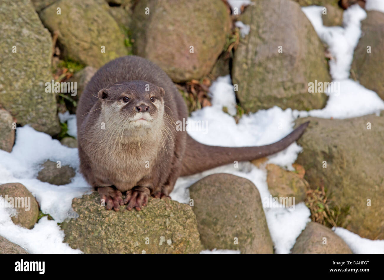 Oriental small-clawed otter / Aonyx cinerea Stock Photo