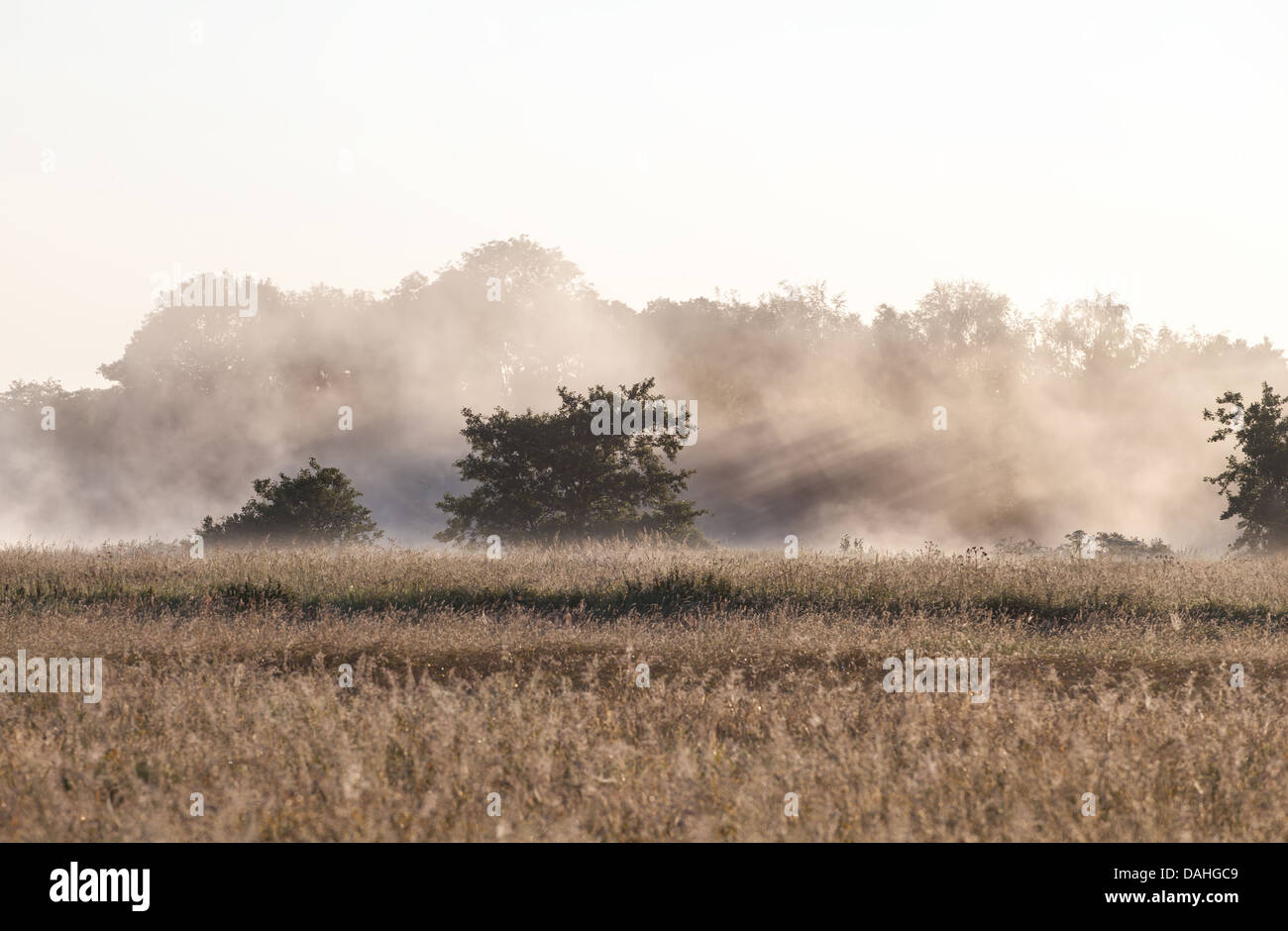Sunlight in the fog hi-res stock photography and images - Alamy