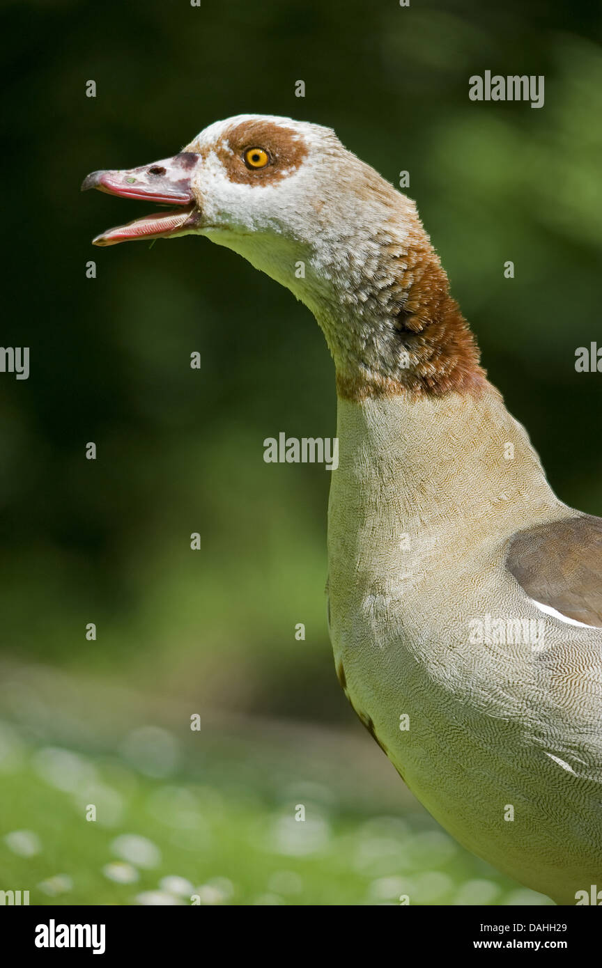 egyptian goose, alopochen aegyptiacus Stock Photo