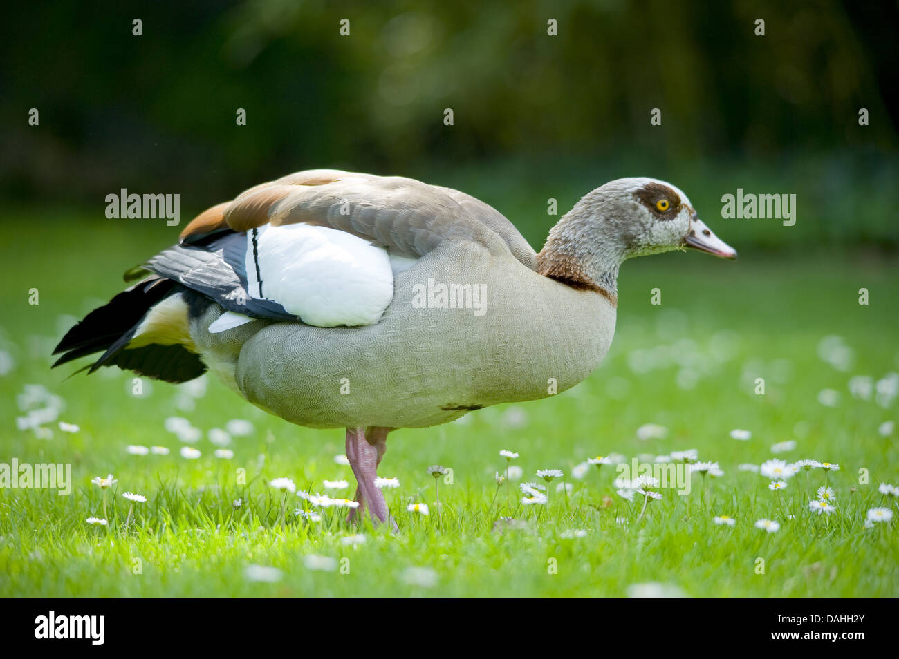 egyptian goose, alopochen aegyptiacus Stock Photo