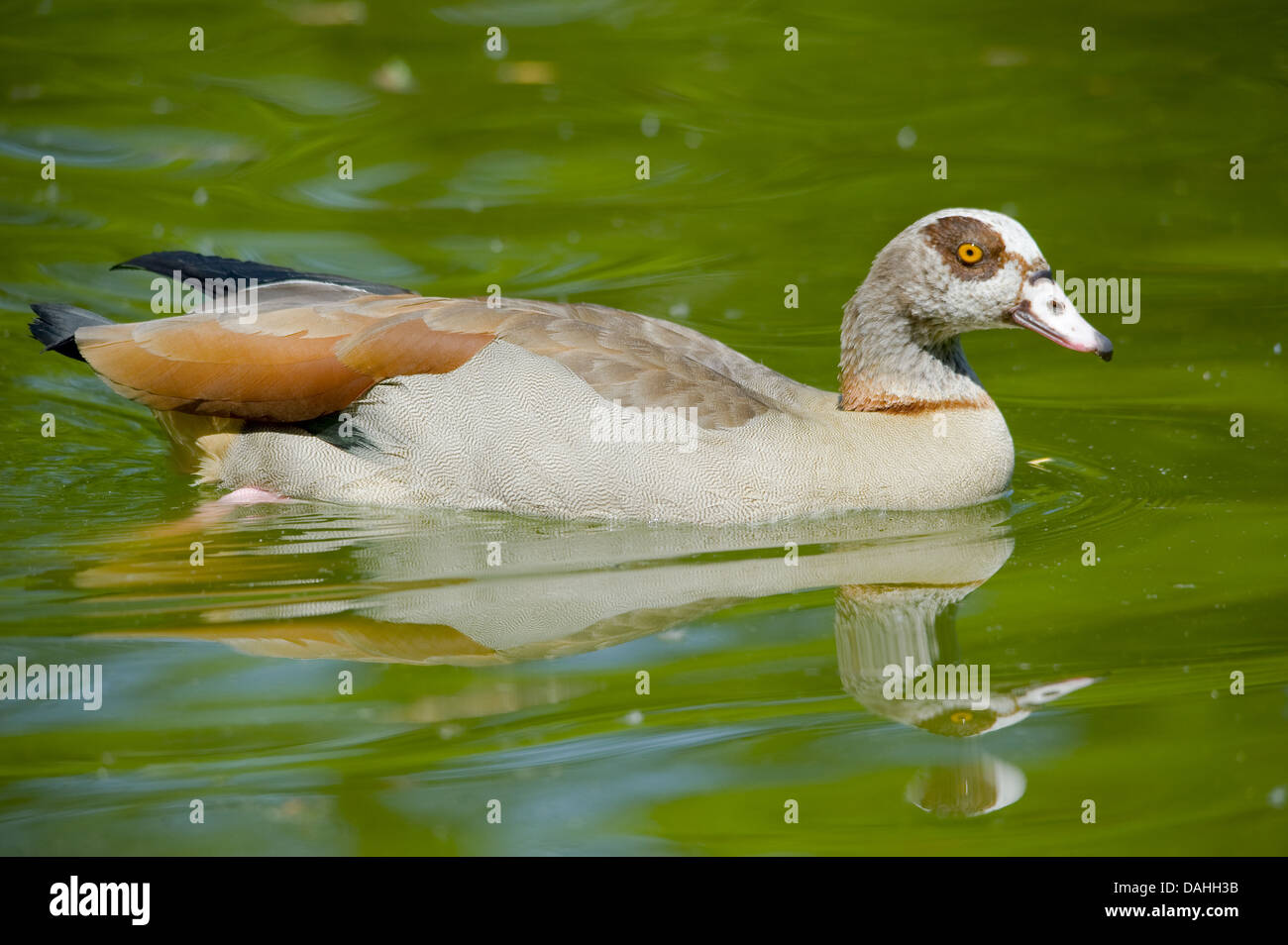 egyptian goose, alopochen aegyptiacus Stock Photo