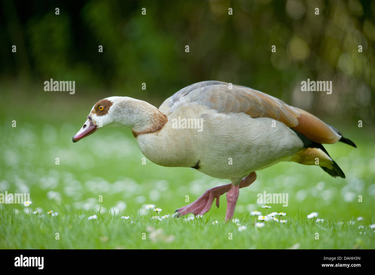 egyptian goose, alopochen aegyptiacus Stock Photo