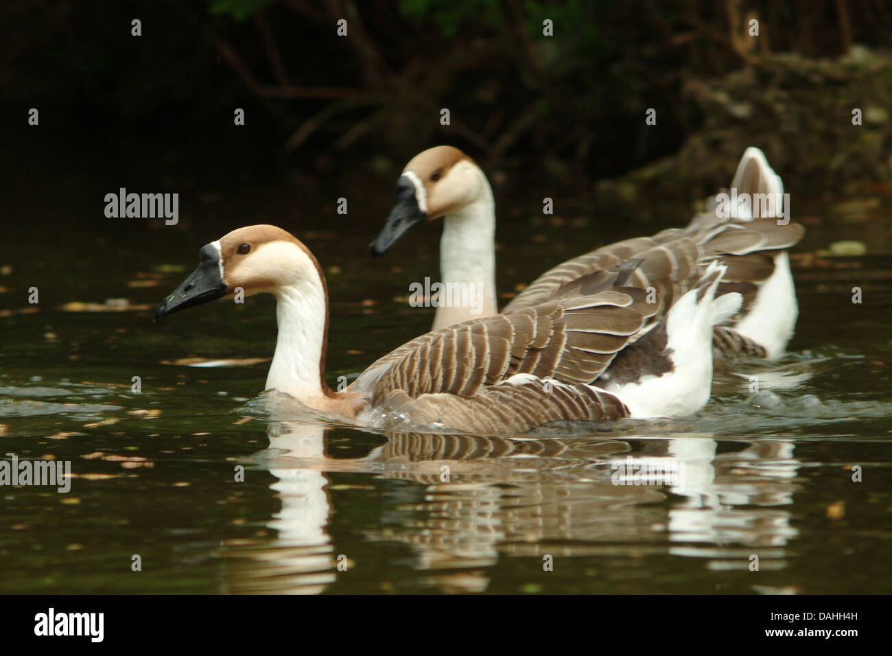 Anseriformes geese hi-res stock photography and images - Alamy