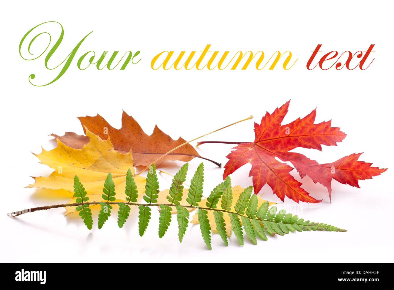 Autumn leaves on a white background Stock Photo - Alamy