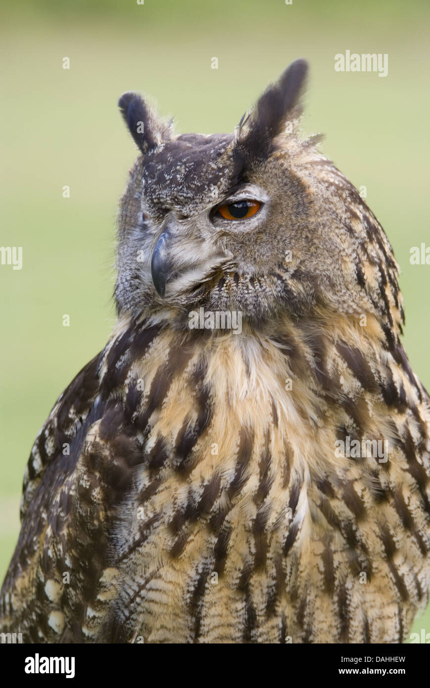 eurasian eagle-owl, bubo bubo Stock Photo