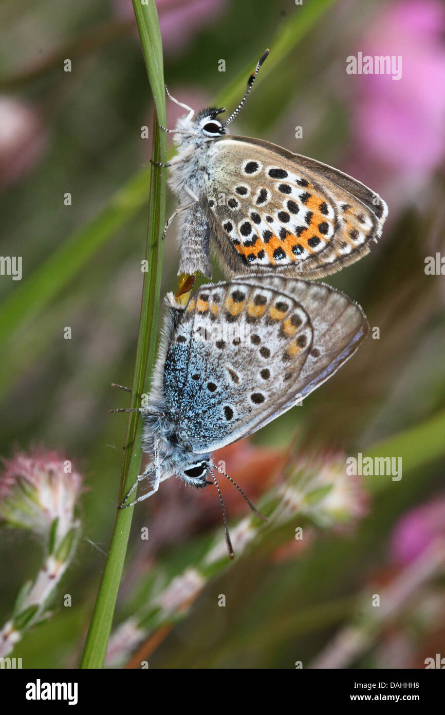 European male and female silver studded Blue butterflies (Plebejus argus) mating Stock Photo