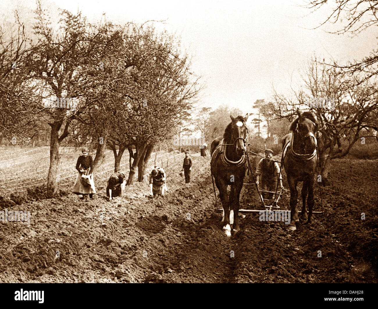 Ploughing early 1900s Stock Photo