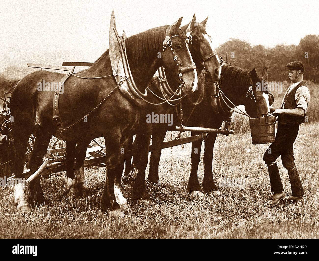Shire Horses early 1900s Stock Photo
