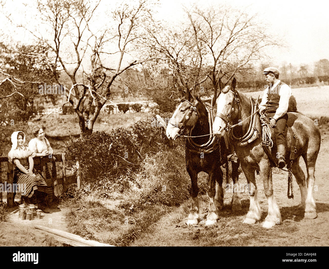 Shire Horses Victorian period Stock Photo